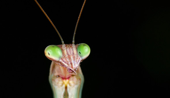 Tenodera_sinensis_3_Luc_Viatour